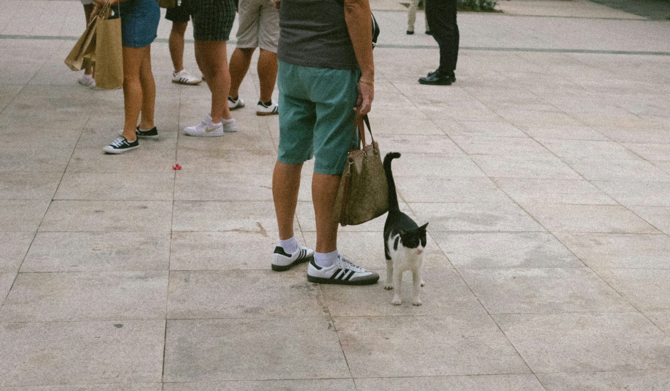 A chart showing improvement in dog obedience with consistent tracked training