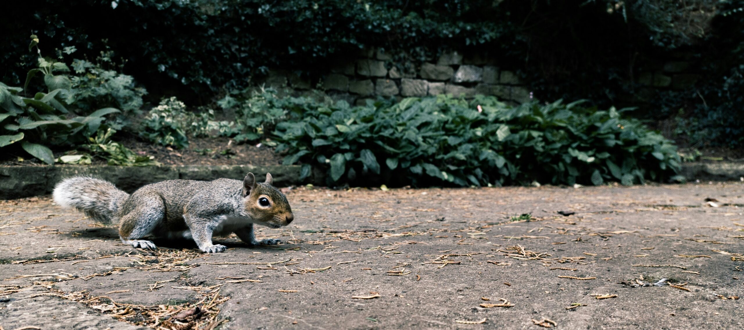 A distracted dog looking at a squirrel instead of its trainer