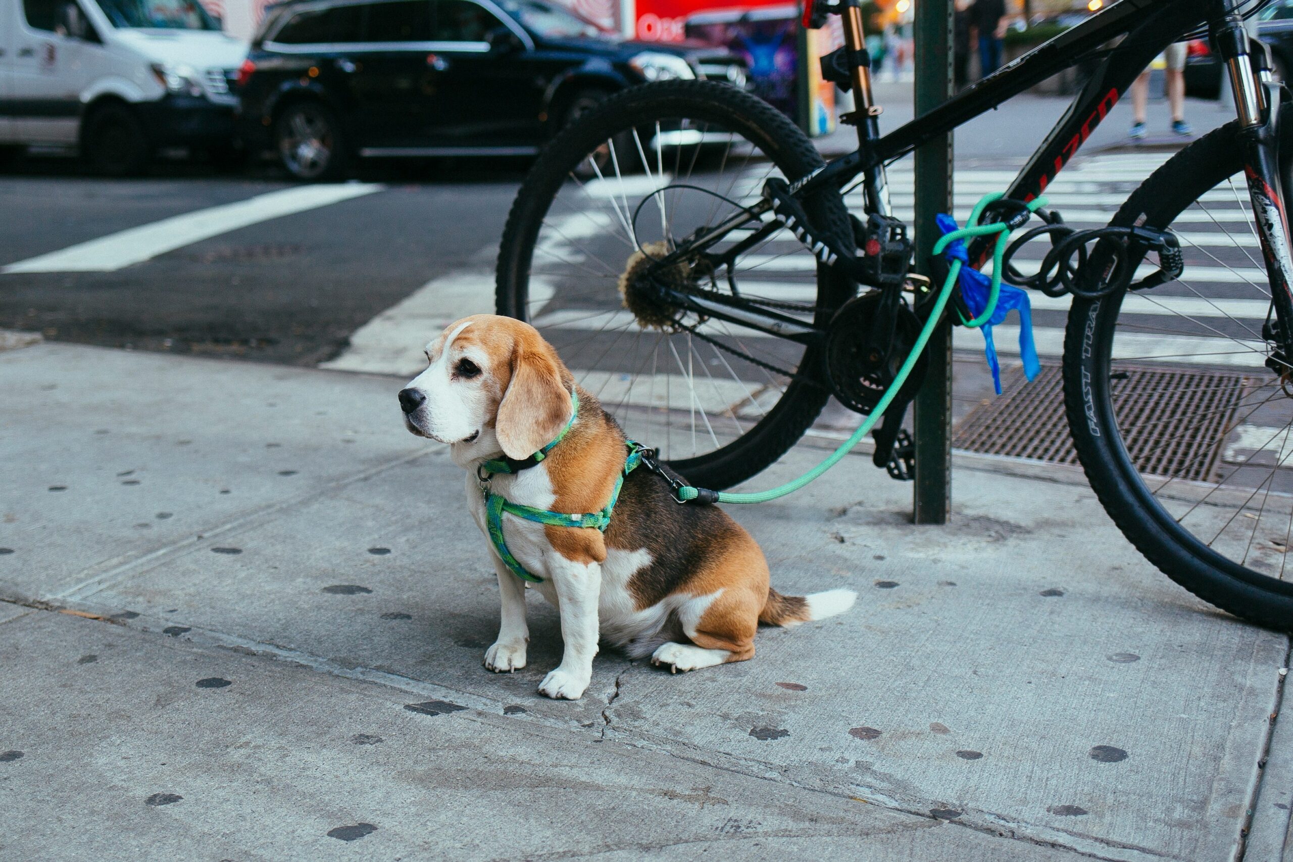 A golden retriever wearing a harness and leash during an outdoor stroll.