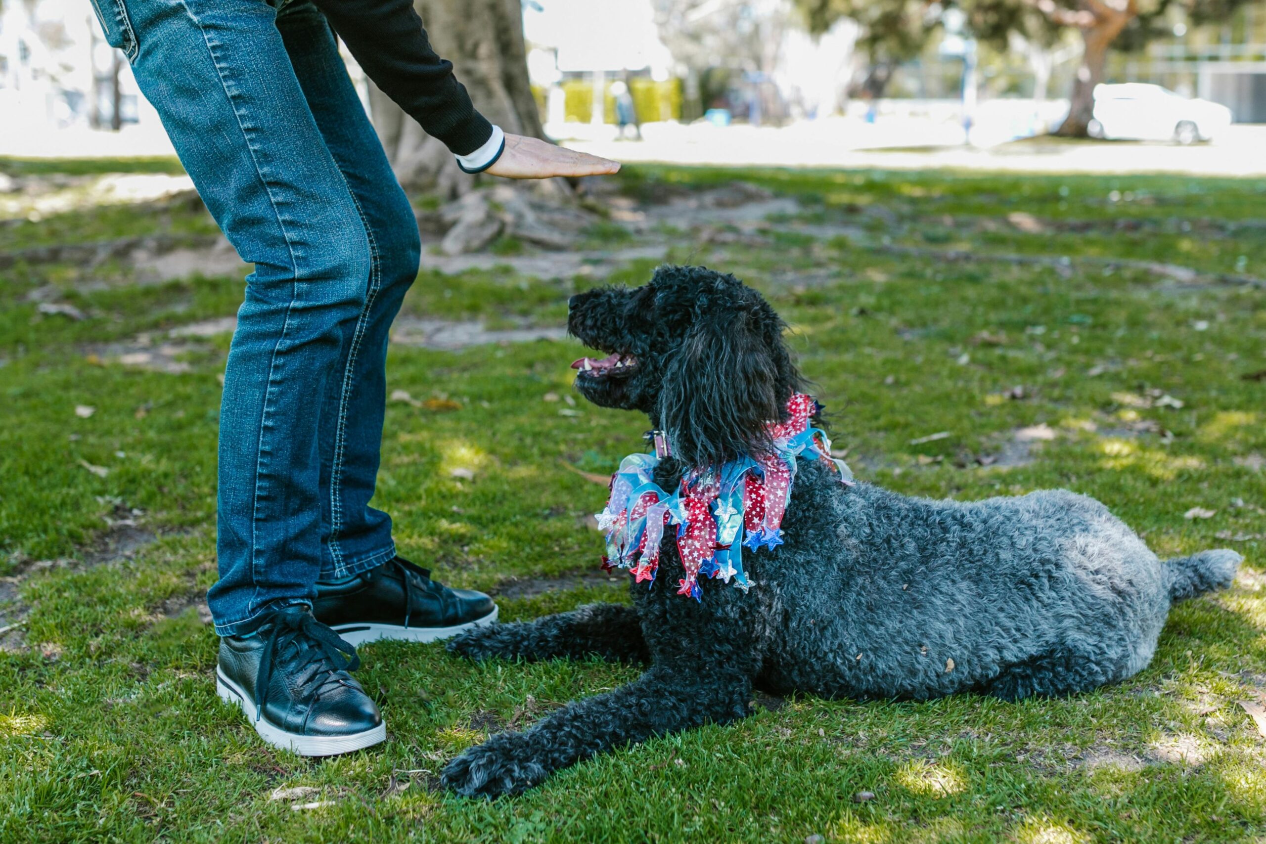 Basic Obedience Commands