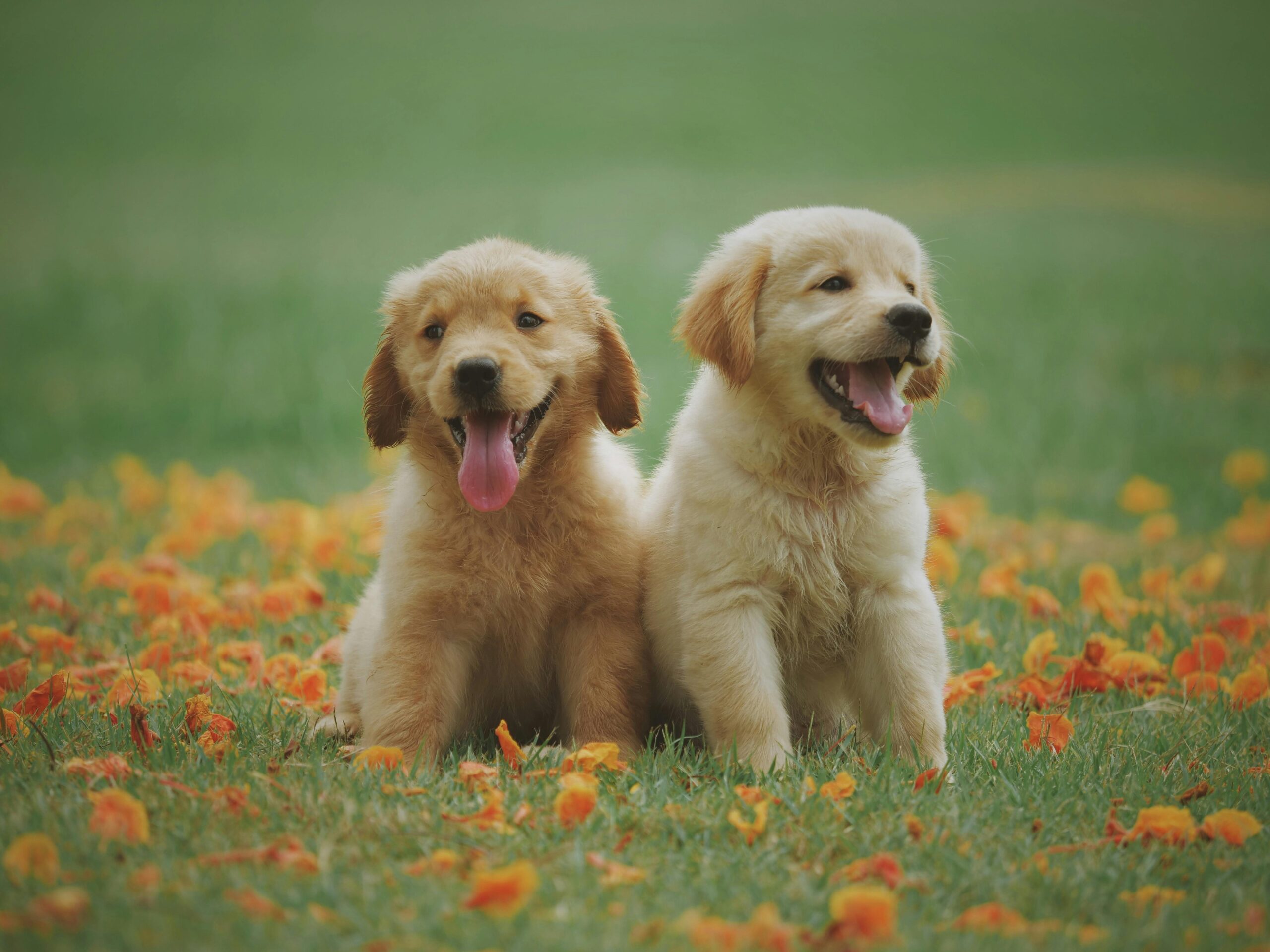 Before and after transformation of Max the Golden Retriever