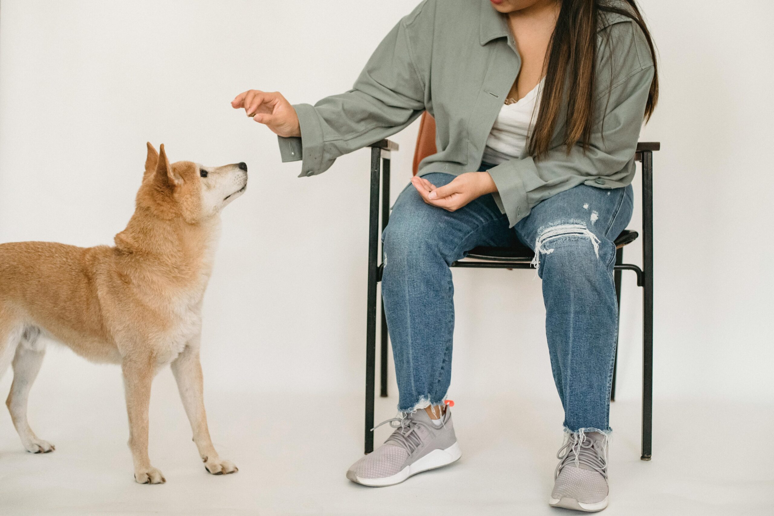 Dog trainer session