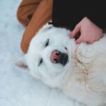 emotional support dog