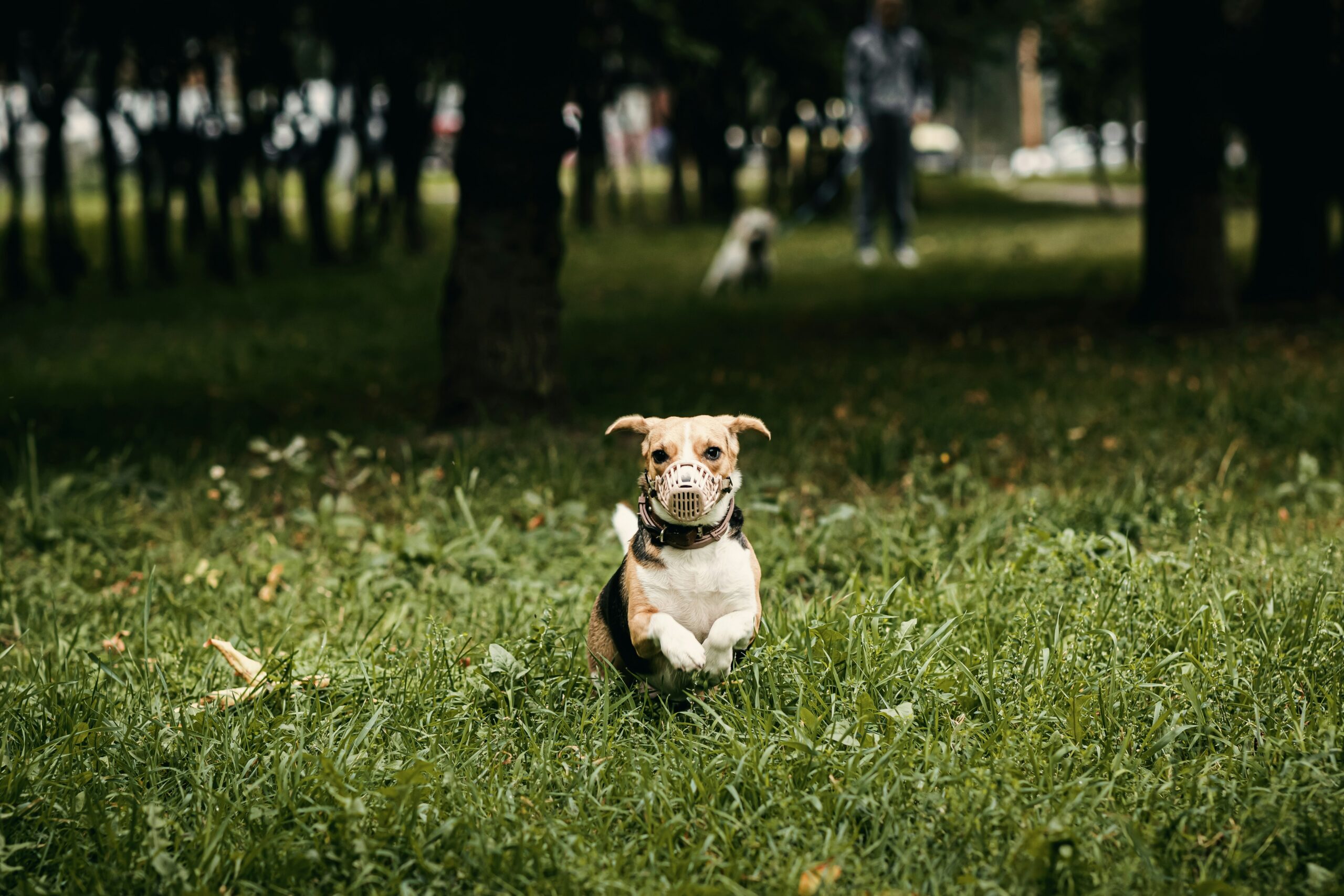 emotional support dog training