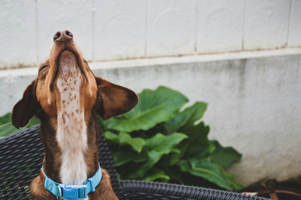 emotional support dog training