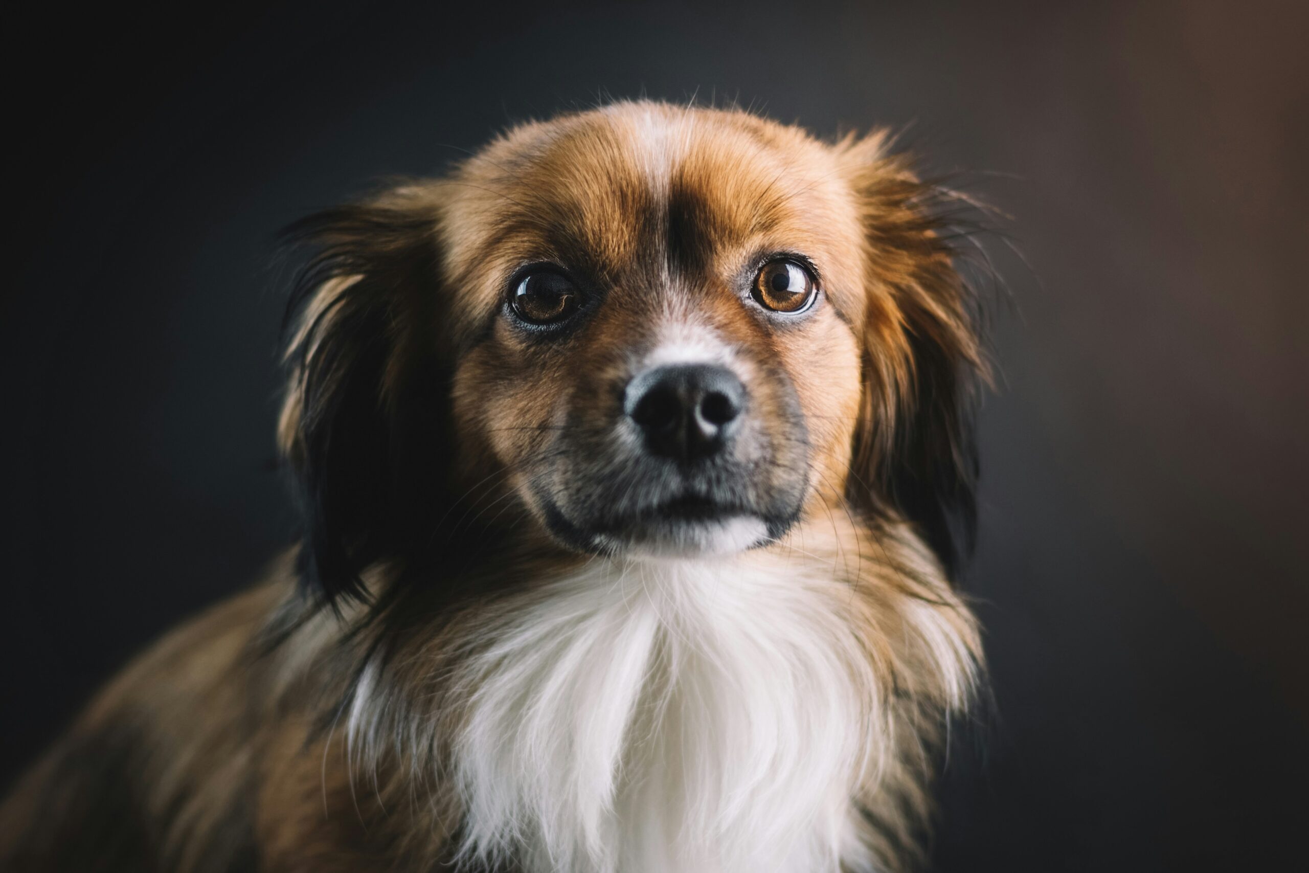 Sample image of an Emotional Support Dog ID Card