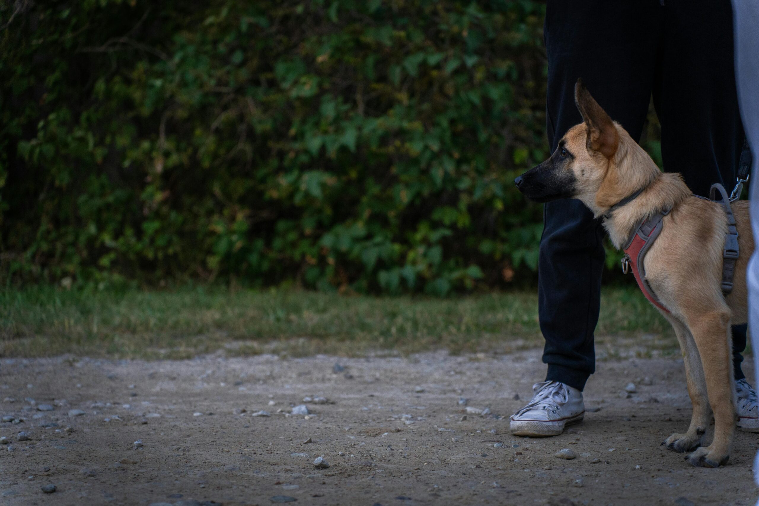 Trainer teaching a dog basic commands like sit and stay