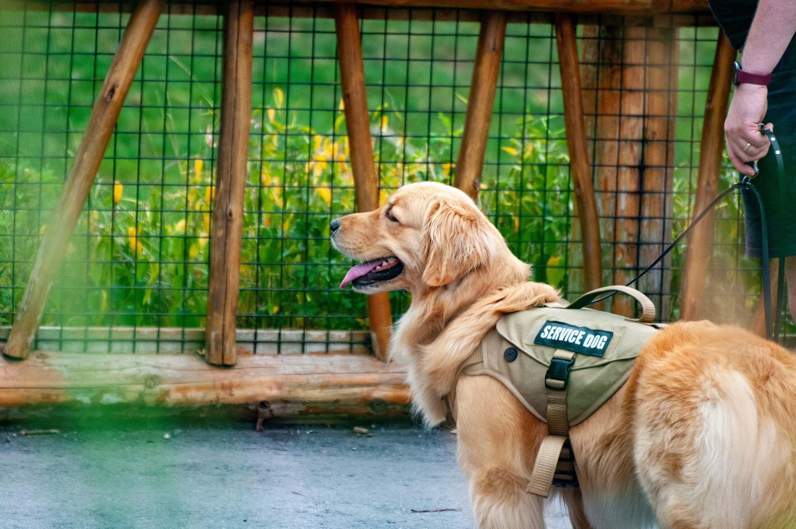 A calendar showing expiration dates for emotional support animal certifications