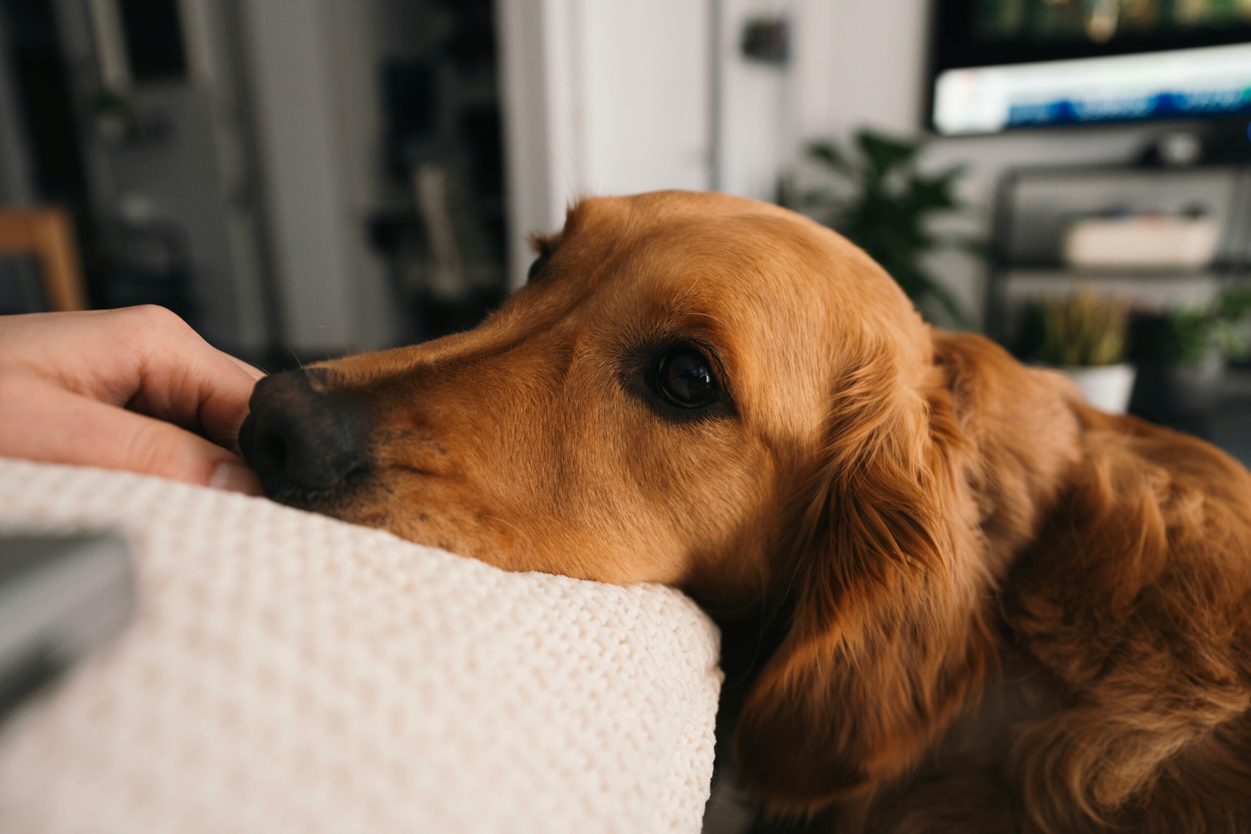 A close-up photo of an emotional support dog comforting its handler