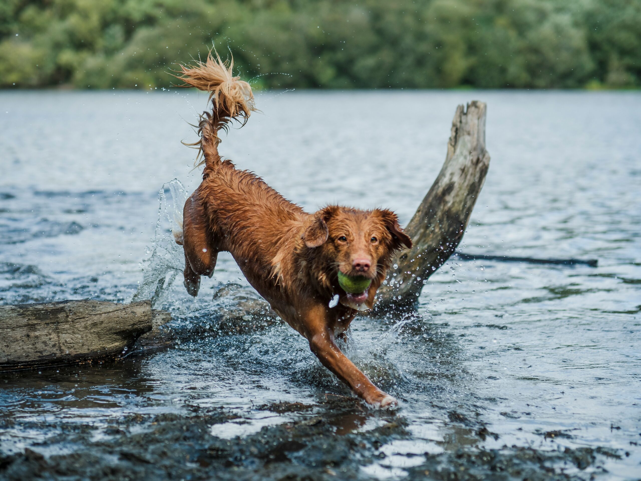 A service dog performing a retrieval task during training