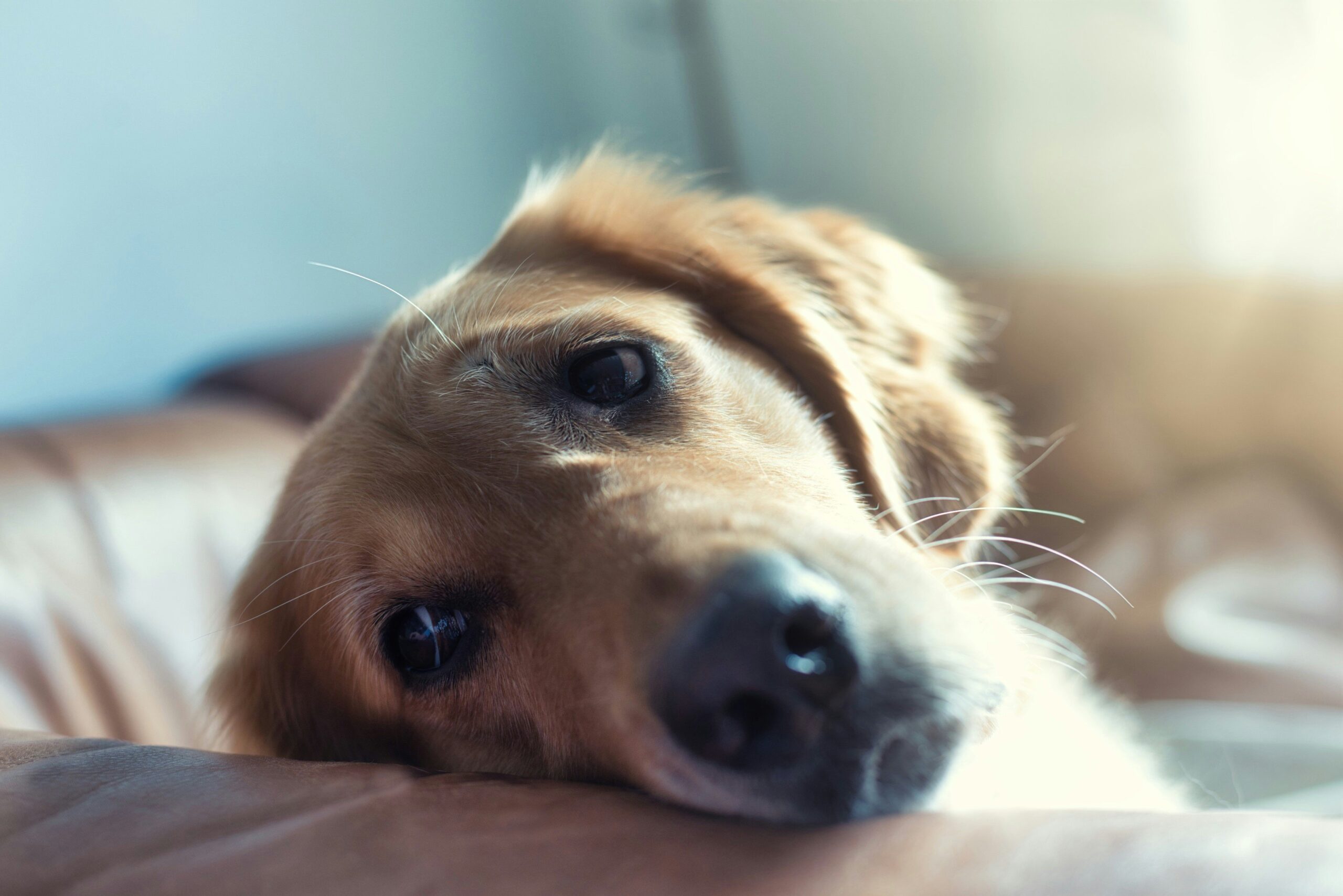 A step-by-step visual guide showing stages of basic dog training techniques