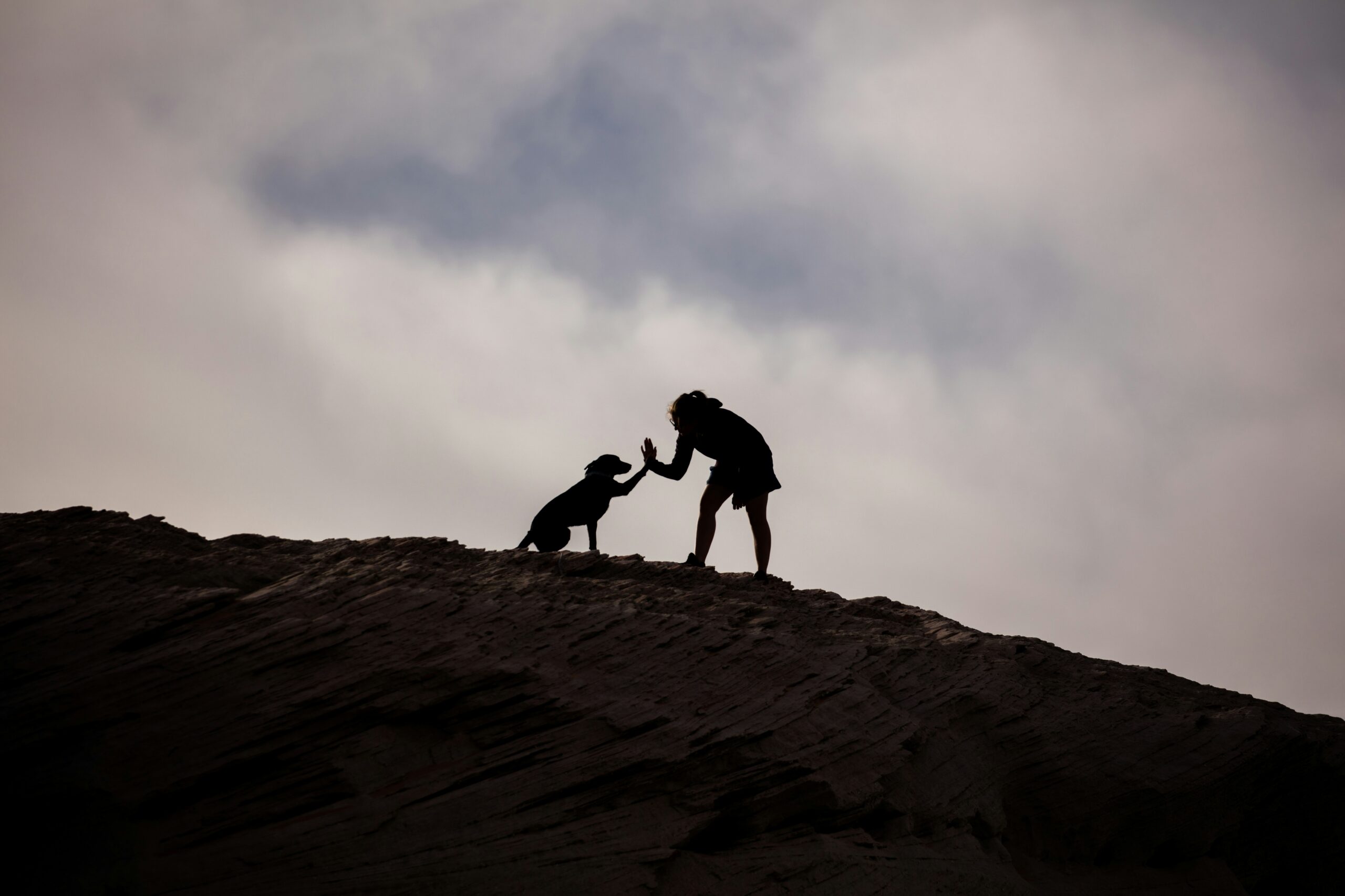 A trainer teaching a dog the 'stay' command