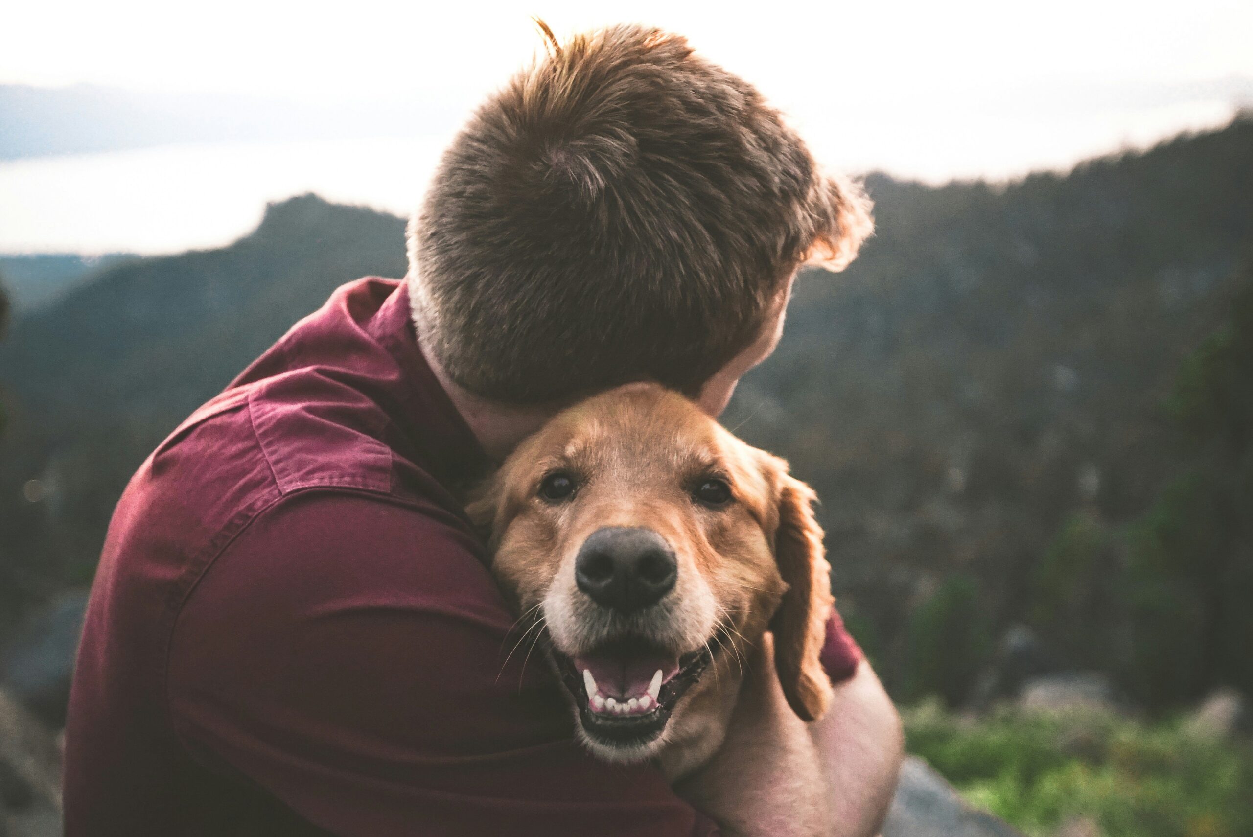 Beagle happily sitting next to a visitor without barking