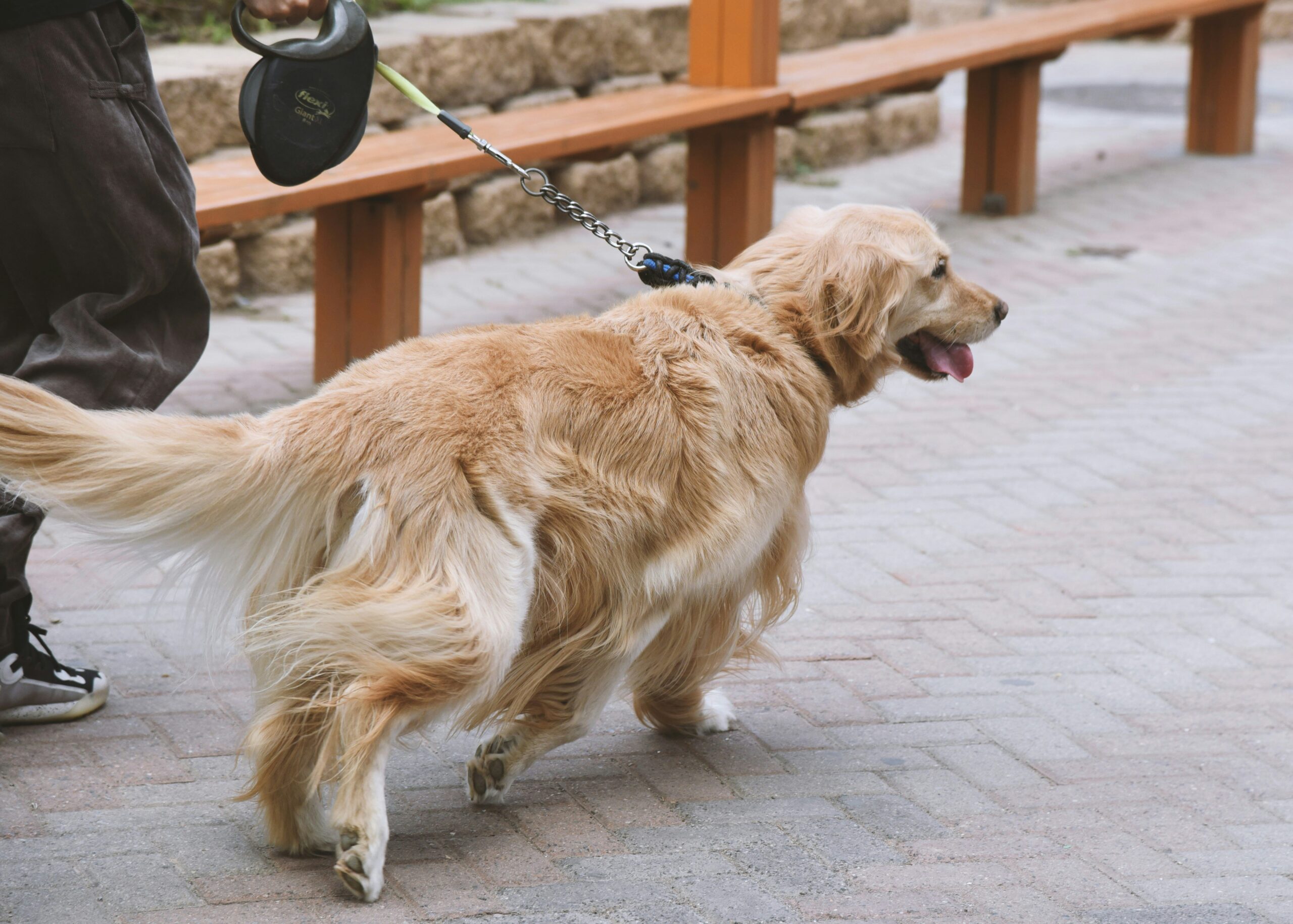 Certification Costs and Fees for Emotional Support Dog Training: What You Need to Know