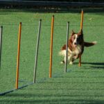 Dog Emotional Support Basics: A Complete Guide to Training Your Emotional Support Dog