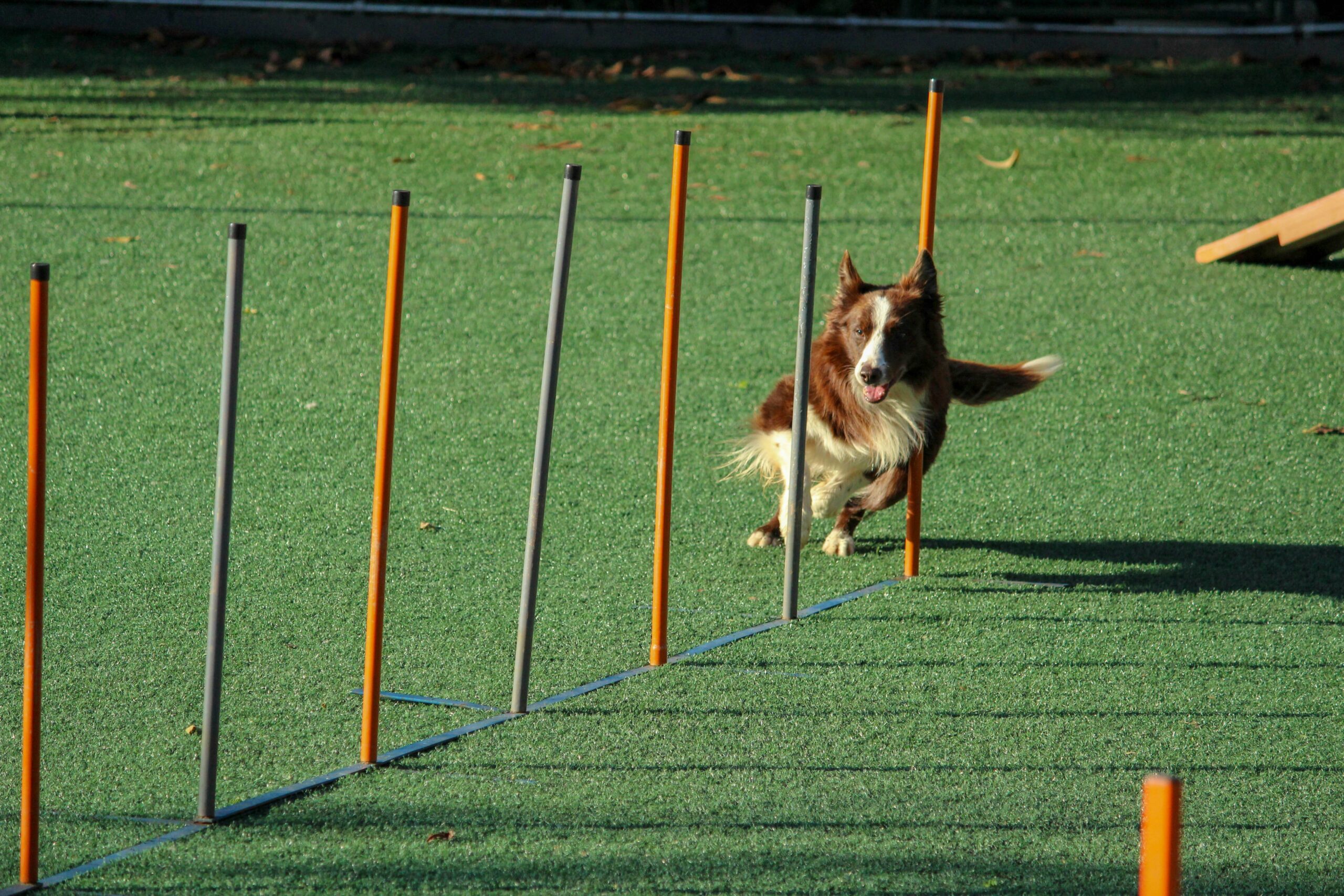 Dog Emotional Support Basics: A Complete Guide to Training Your Emotional Support Dog