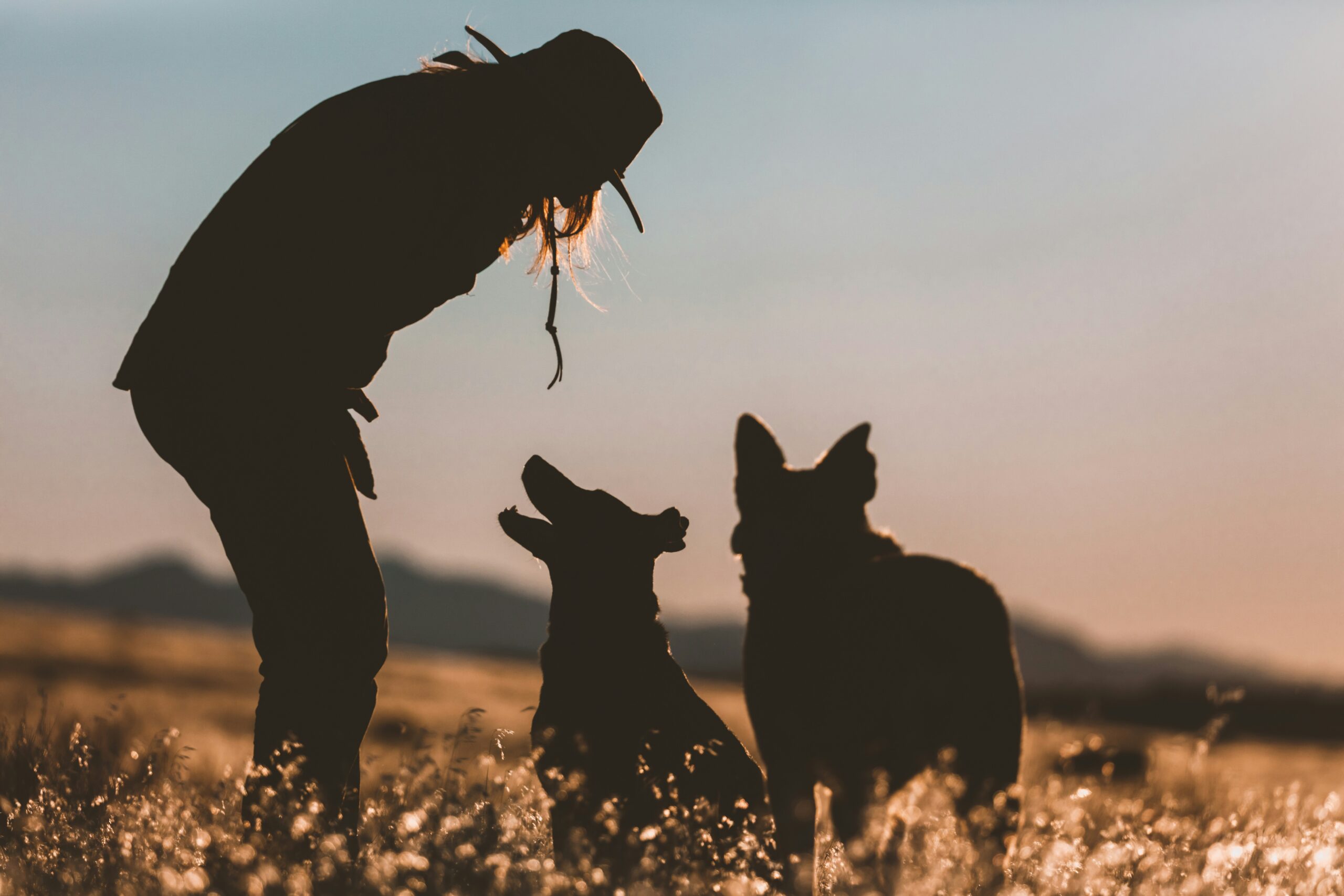 A frustrated owner trying traditional in-person dog training