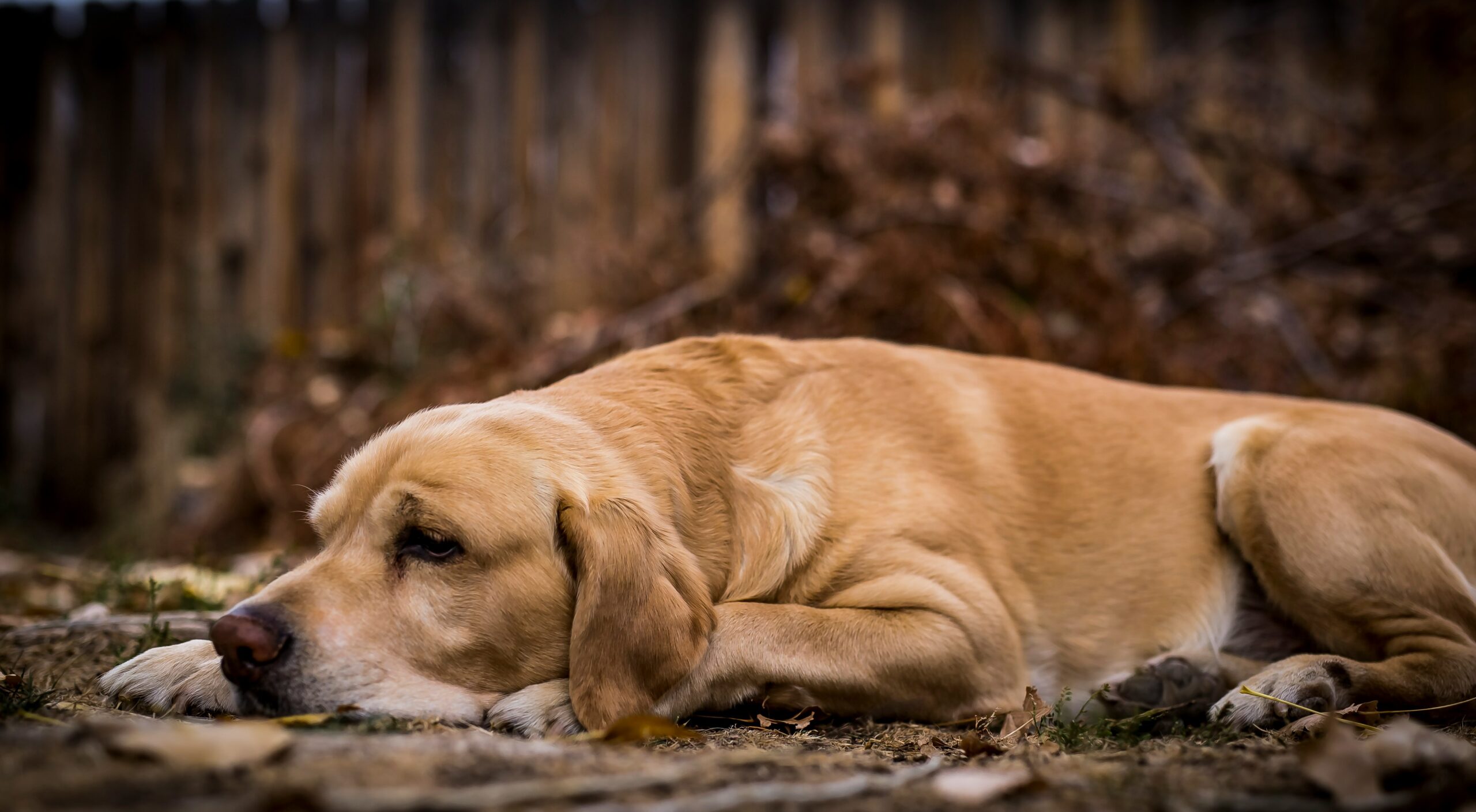 Golden Retriever resting peacefully next to a chew toy