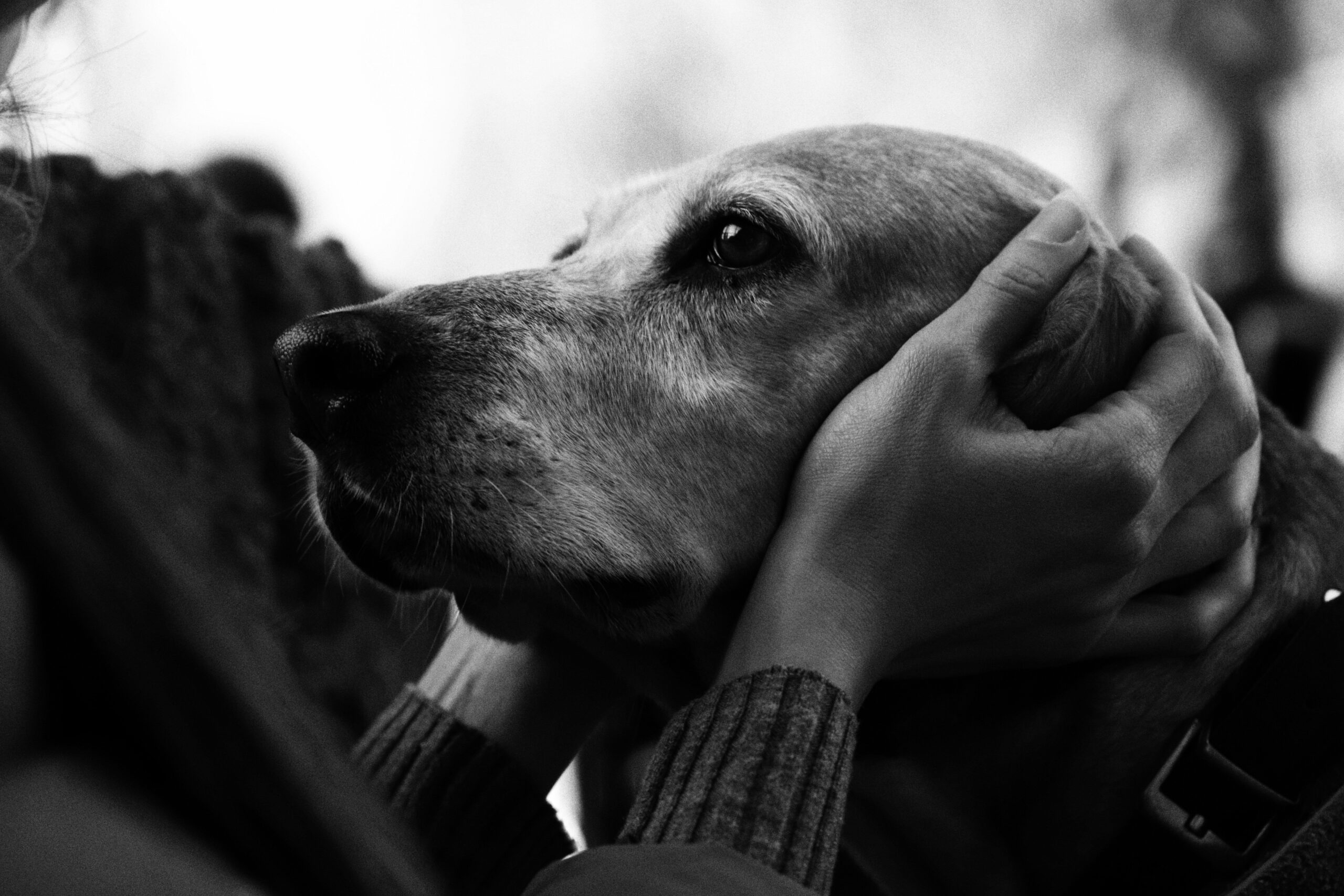 How Long Does Your Emotional Support Dog Certification Really Last? The Shocking Truth About Certification Validity Period