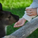 How to Get Emotional Support Dog Certification and Train Your Pup Like a Pro