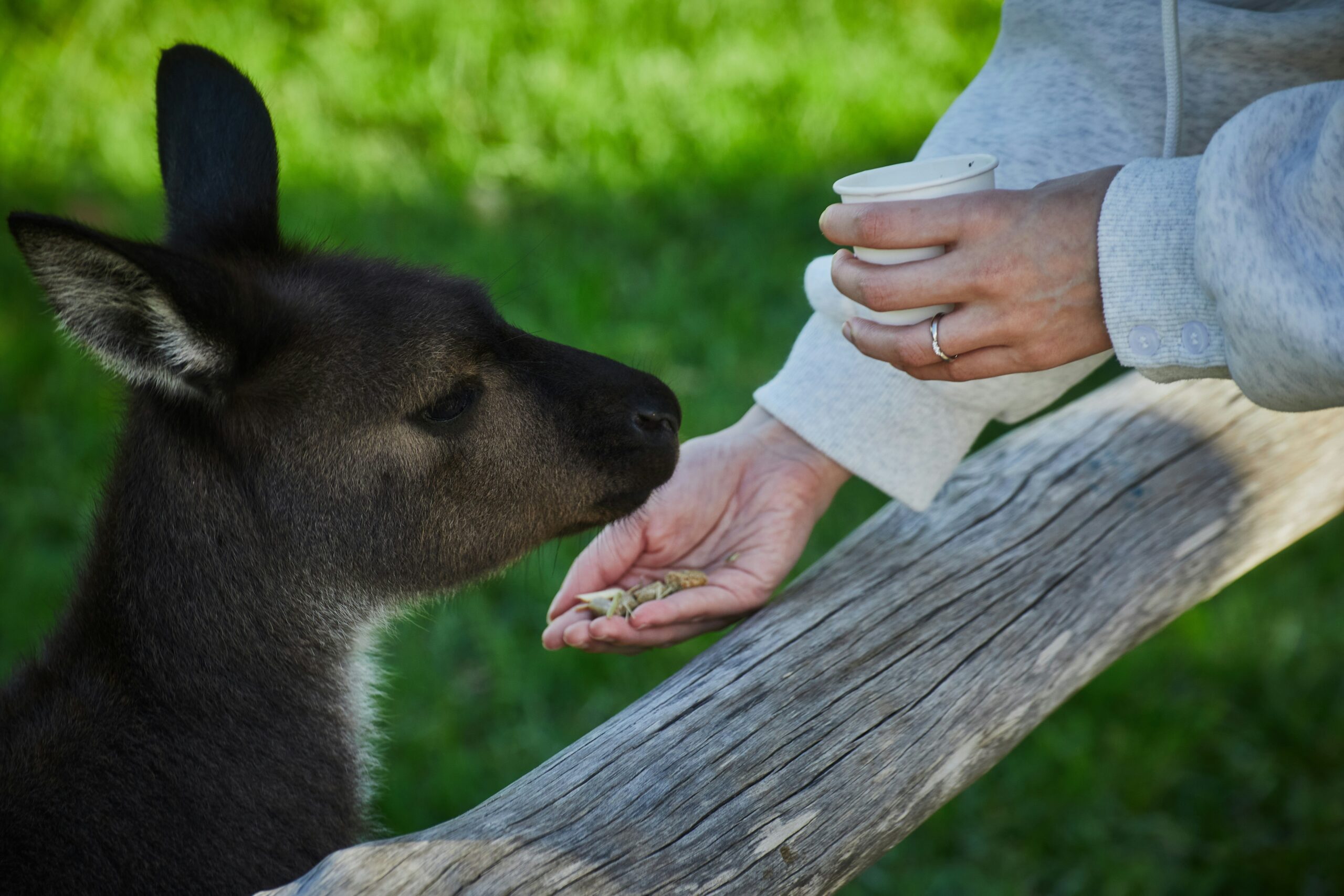 How to Get Emotional Support Dog Certification and Train Your Pup Like a Pro