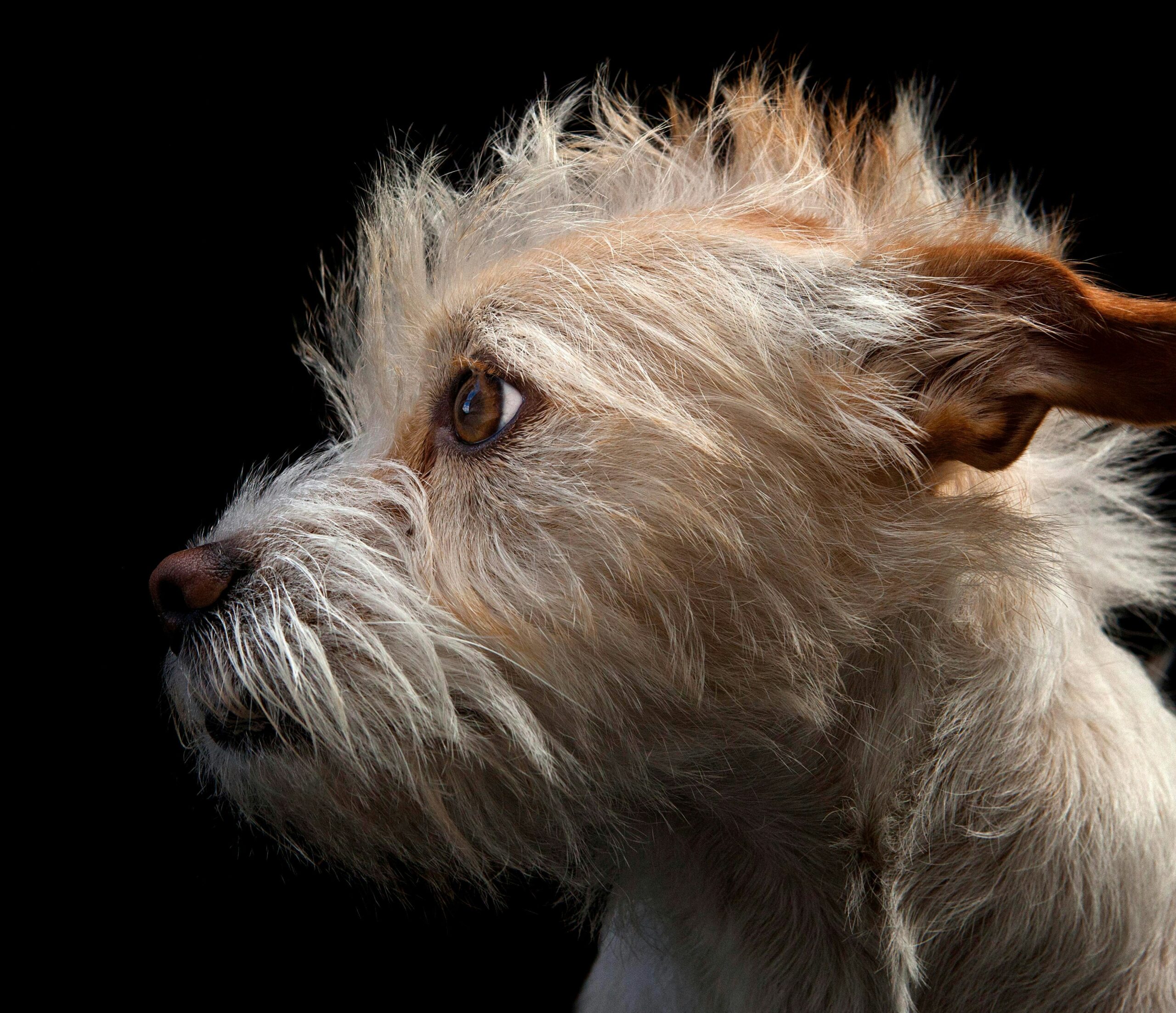 Illustration showing a dog's emotional response to owner's departure