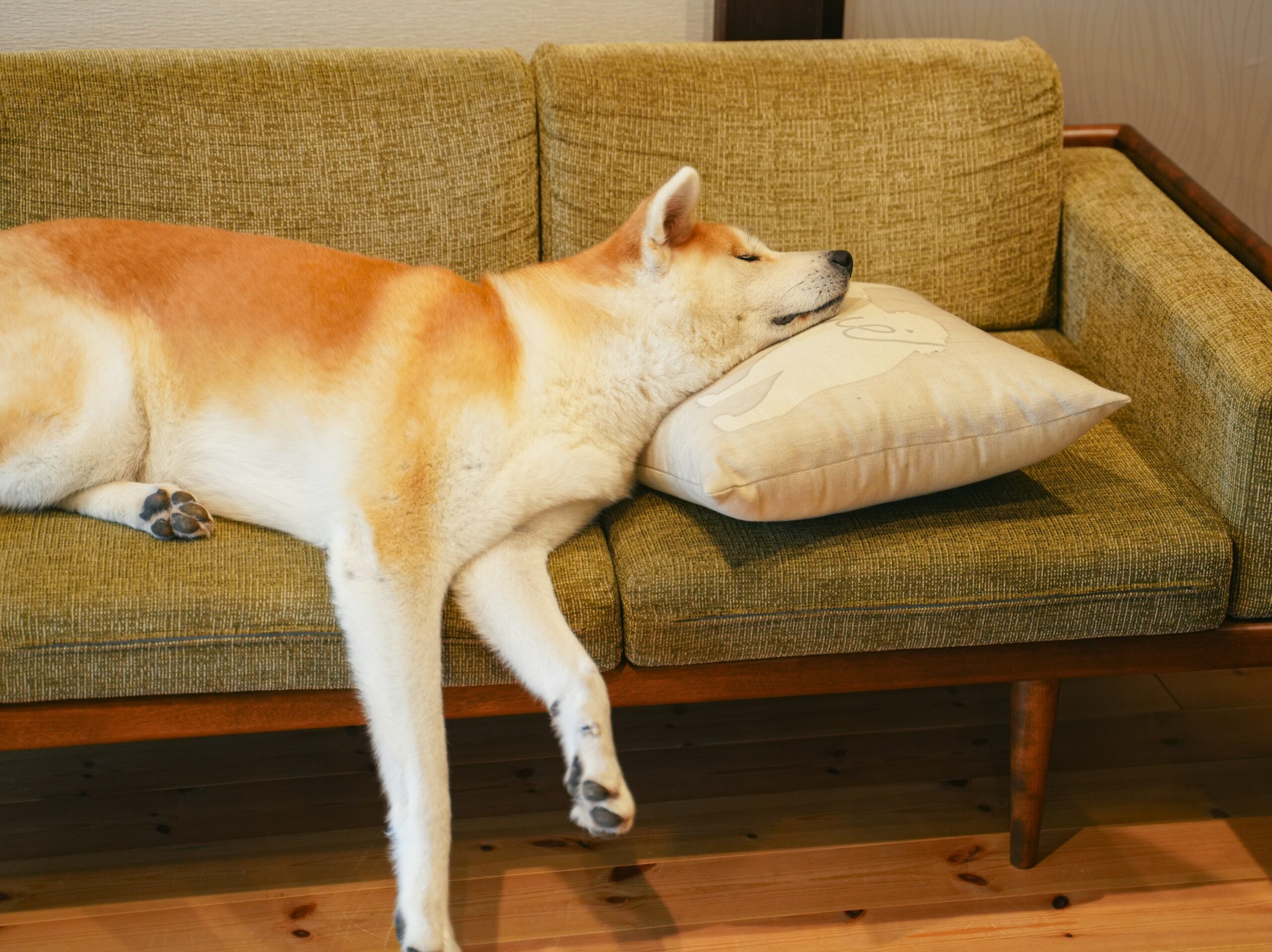 Infographic showing steps for teaching a dog to sit and stay