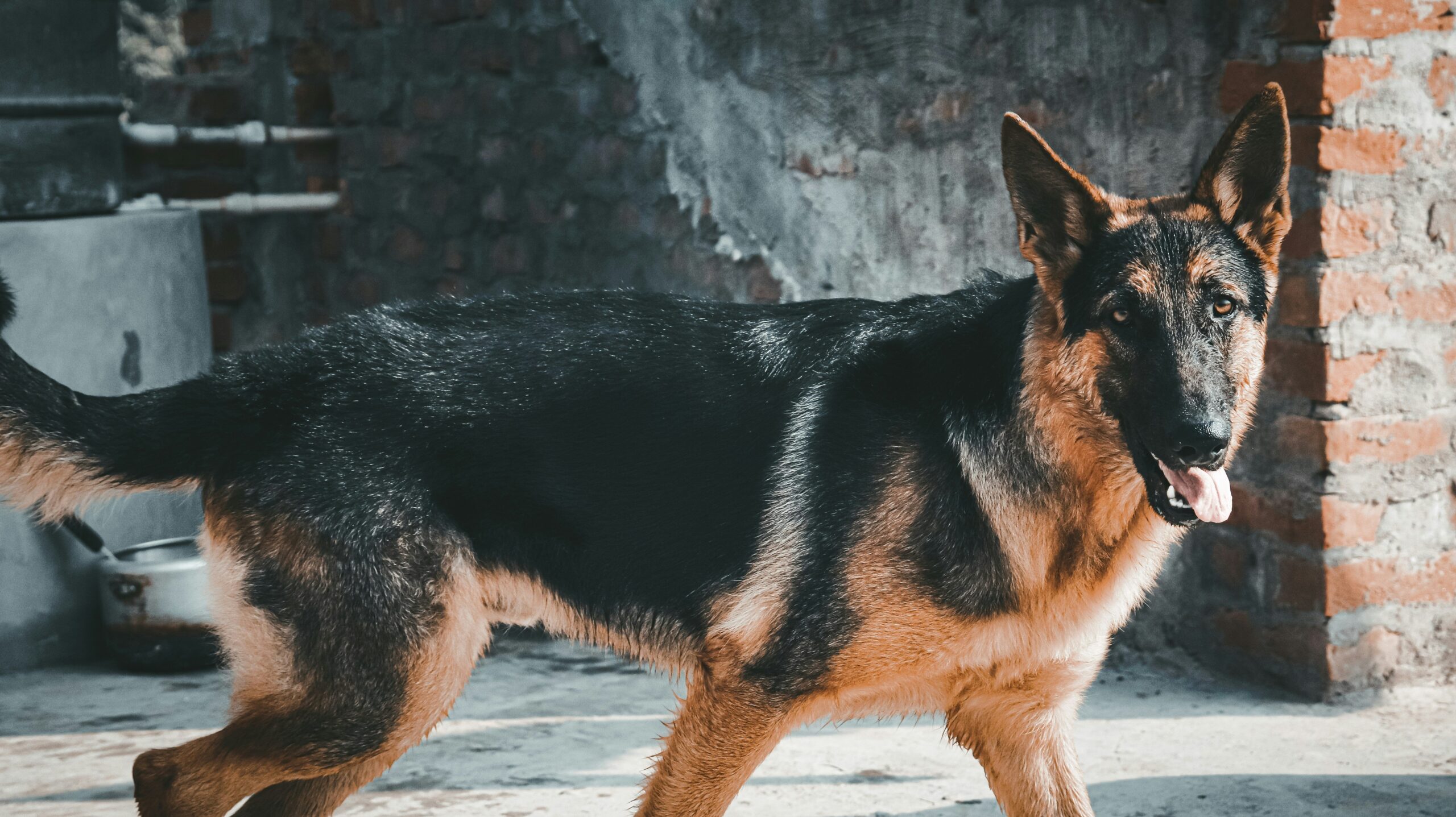 Infographic showing the rise in popularity of emotional support animals