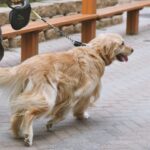 Mastering Emotional Support Dog Training: A Complete Guide for Pet Parents