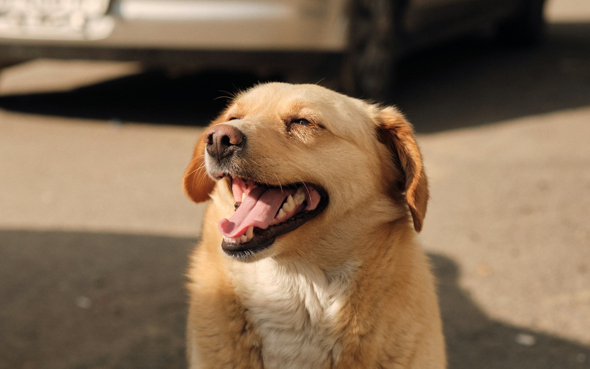 Mastering Emotional Support Dog Training for Seamless Living