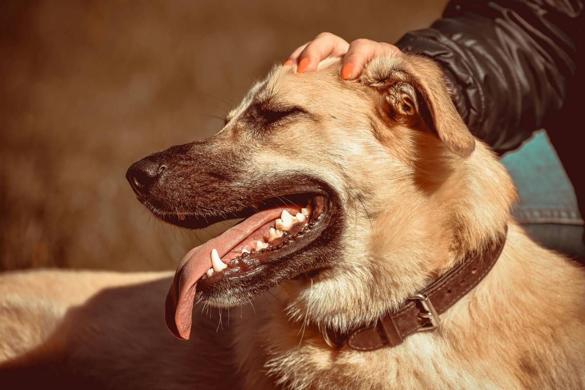 A golden retriever wearing a therapy vest comforting its owner outdoors