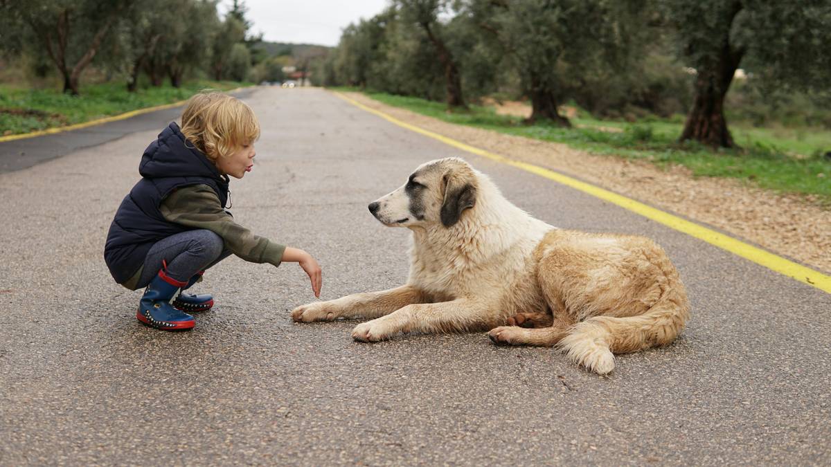 Border collie lying calmly beside its smiling owner