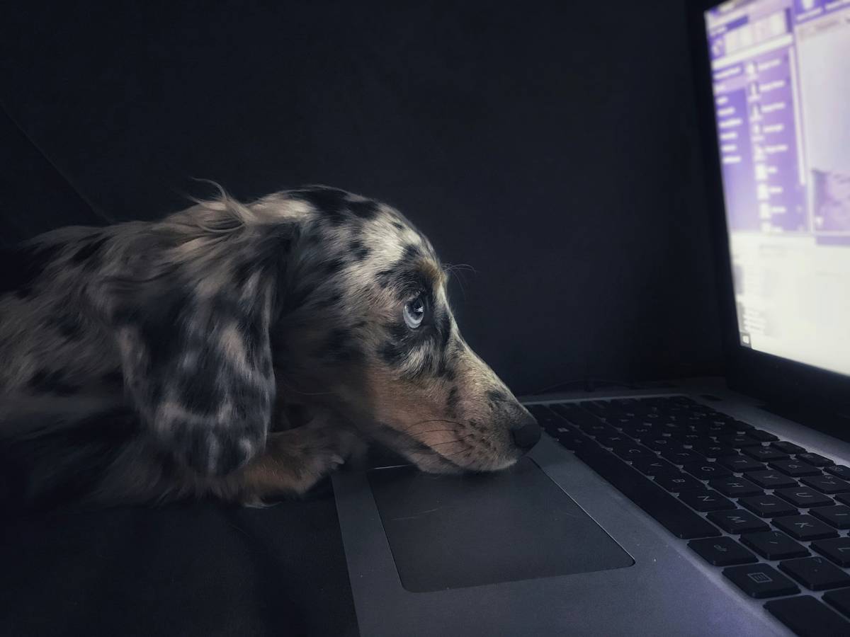 Emotional support dog lying calmly under a desk in an office setting