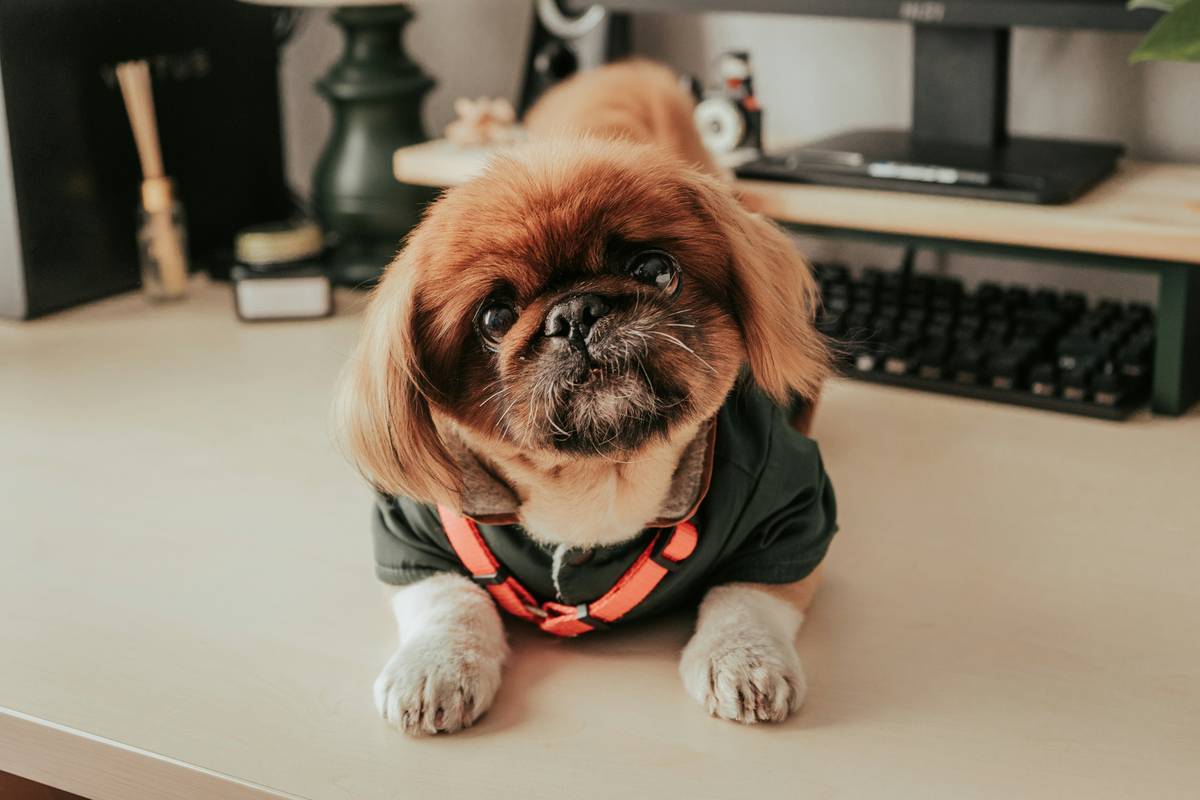 Flowchart illustrating ESA training progression steps