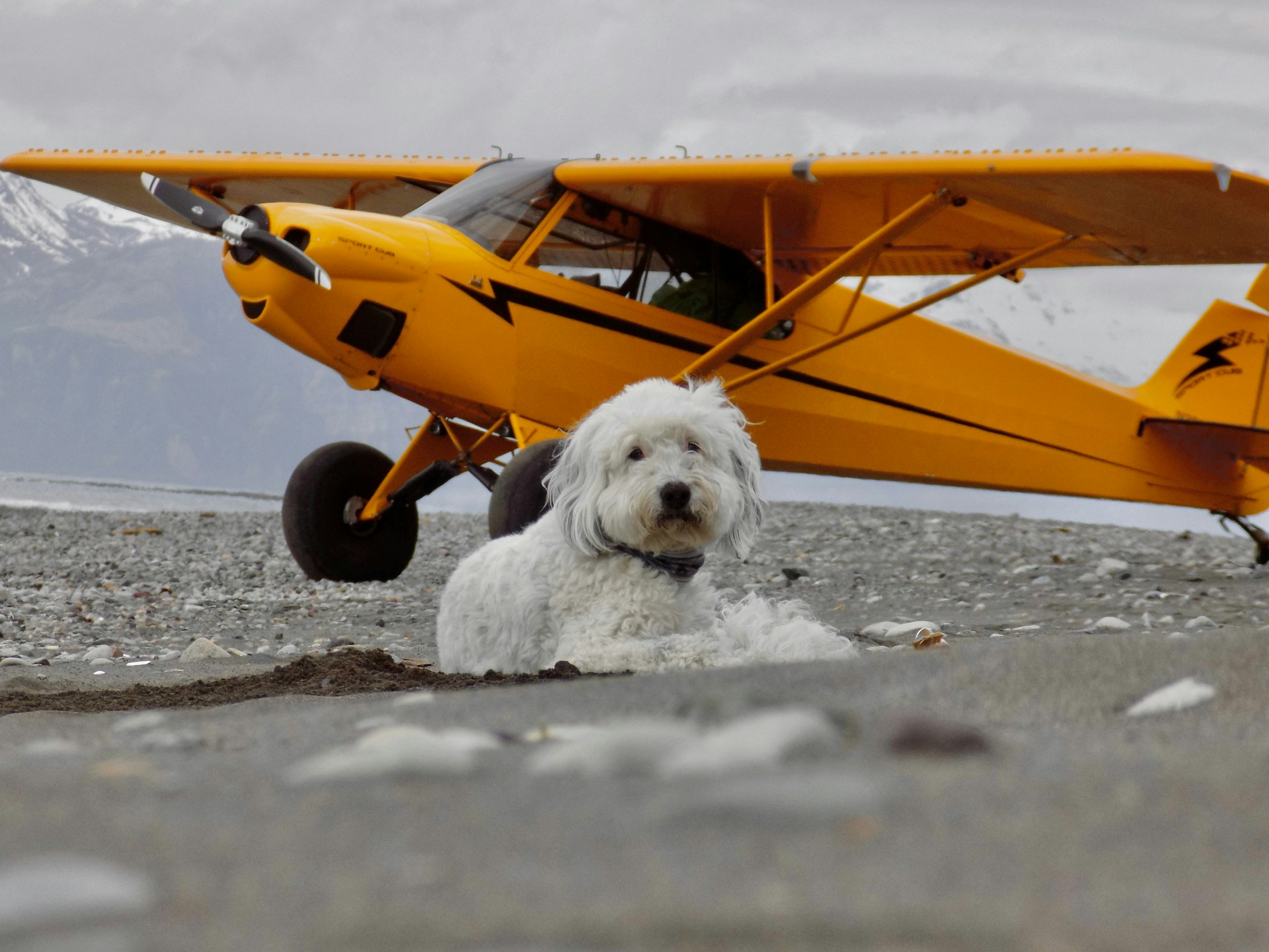 How to Train Your Emotional Support Dog for Stress-Free Flights