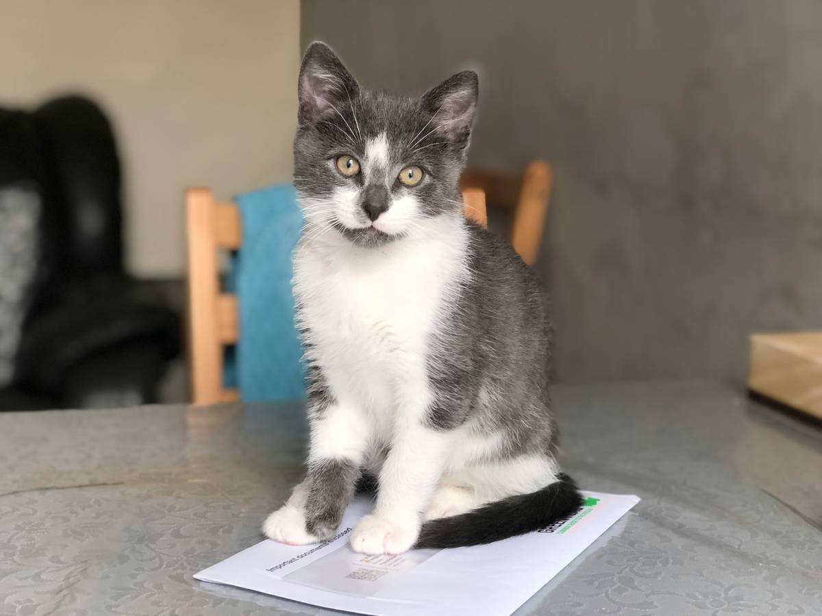 Infographic showing steps to obtain ESA certification