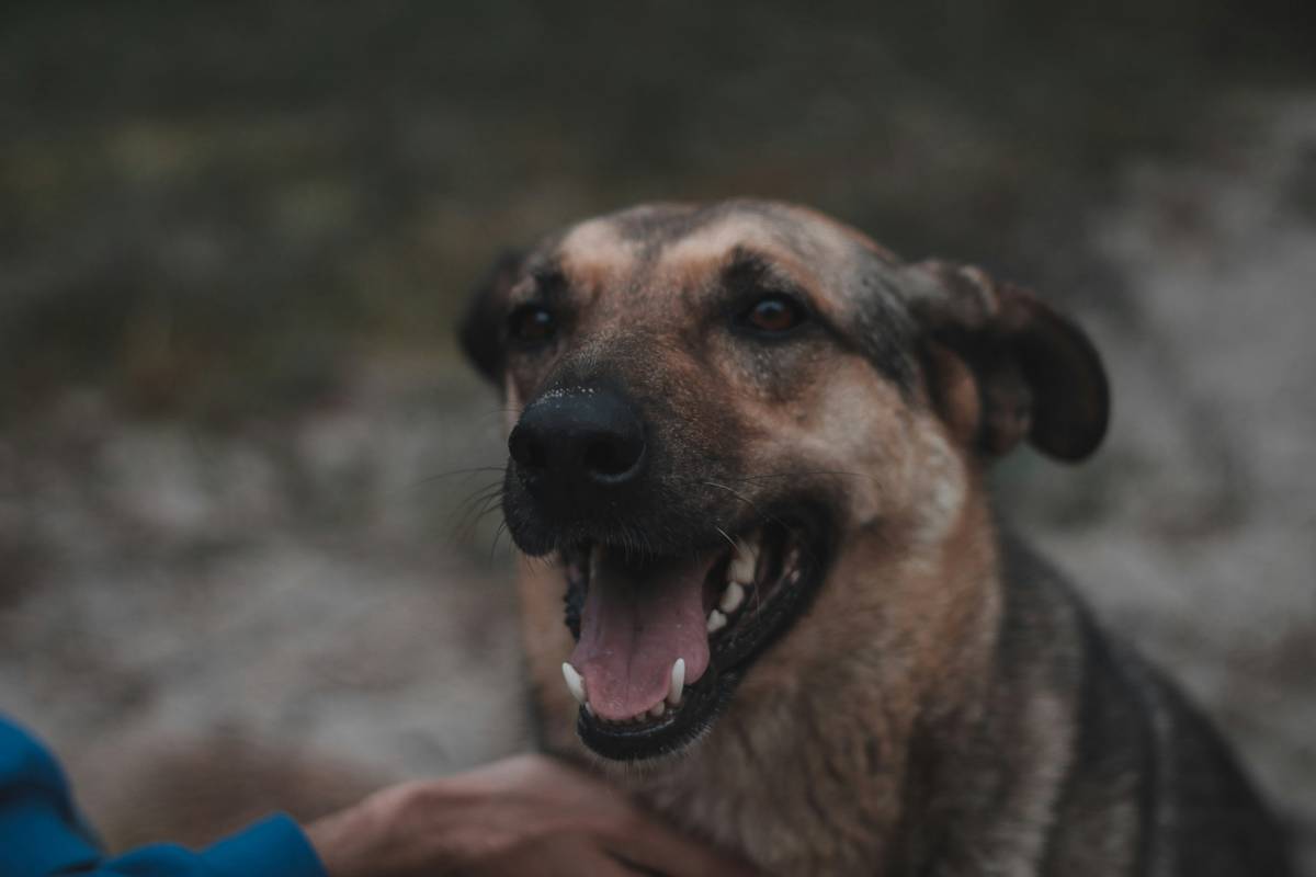Photo of happy elderly woman walking with her emotional support dog