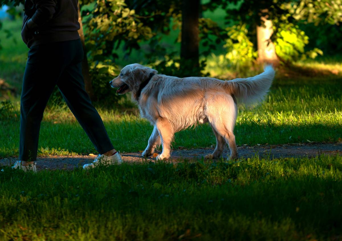 Your Ultimate Guide to Understanding ESA Public Place Rights: Emotional Support Dog Training Tips