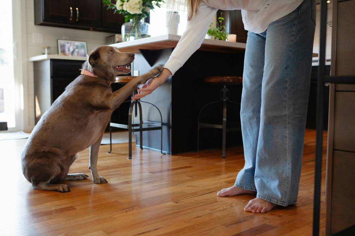 A trainer guiding an emotional support dog through basic obedience commands.