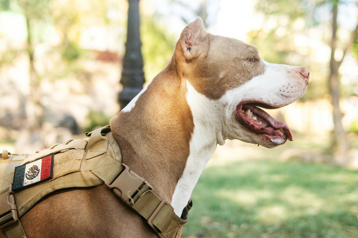 A trainer teaching sit command to an emotional support dog.