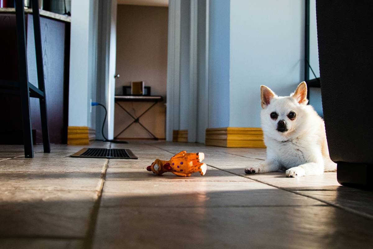 A well-behaved emotional support dog sitting calmly indoors