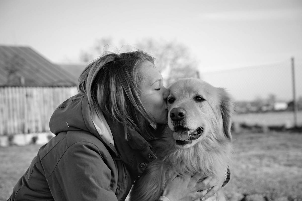 A well-trained Golden Retriever sitting calmly next to its handler during therapy work.