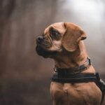 Emotional Support Dog Commands Guide: Mastering the Art of Training