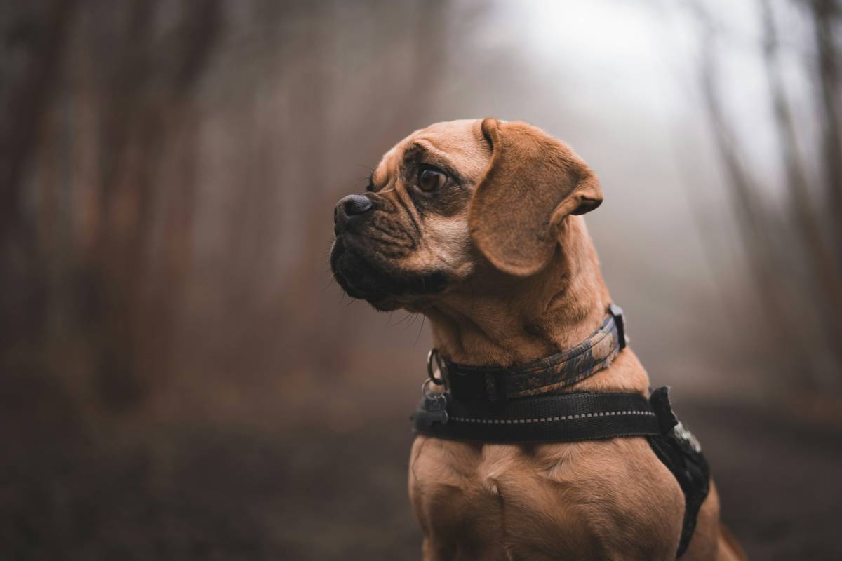 Emotional Support Dog Commands Guide: Mastering the Art of Training