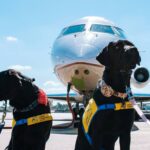 ESA Airline Rights: Your Complete Guide to Emotional Support Dog Training