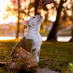 Mastering Basic ESA Training Methods: A Complete Guide for Emotional Support Dog Owners