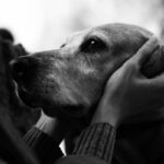 Mastering Emotional Support Dog Certification Rules: Your Ultimate Guide