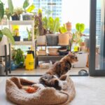 Mastering Emotional Support Dog Legal Access: The Ultimate Training Guide