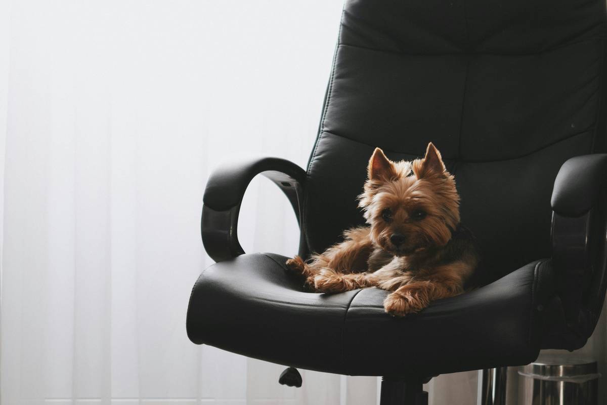 Photo of a happy office worker interacting with her emotional support dog near her desk